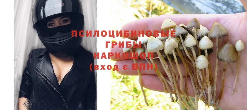 Псилоцибиновые грибы Psilocybe  Верхоянск 